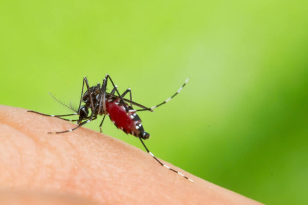 Preguntas frecuentes sobre el Aedes aegypti